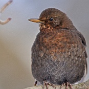 Common Blackbird  "Turdus merula"